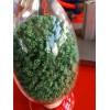 TPE草坪顆粒生產(chǎn)線-玖德隆機(jī)械有限公司